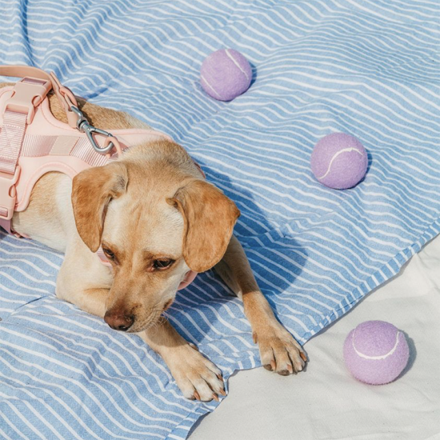 Best dog toys for large breeds size-appropriate fun (1)