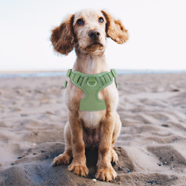 Budget-friendly pet harnesses without sacrificing quality (2) Budget-friendly pet harnesses without sacrificing quality (2)