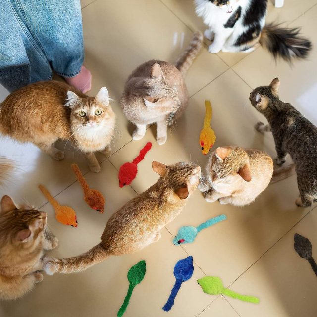 Cat-tested, owner-approved find your cat’s new favorite toy today (2) Cat-tested, owner-approved find your cat's new favorite toy today (2)