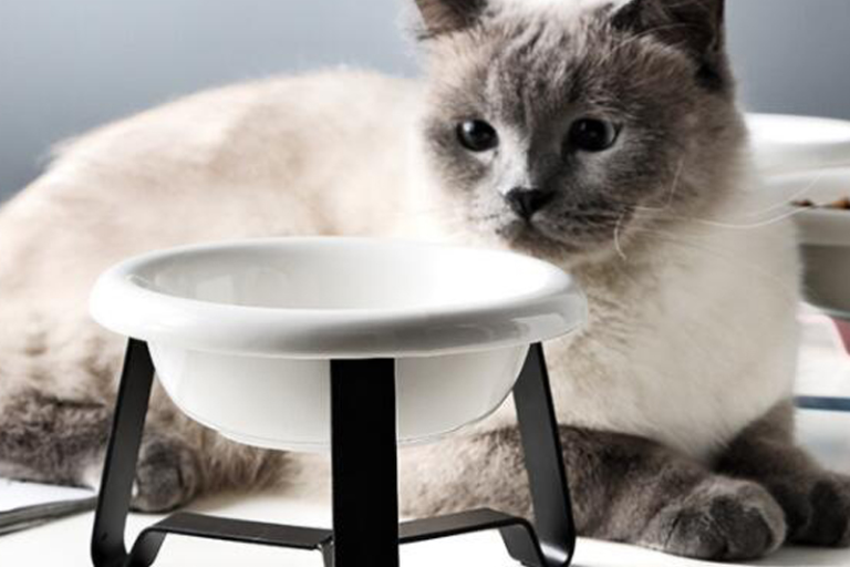 Customize your pet's meals programmable pet feeders for tailored nutrition (1)