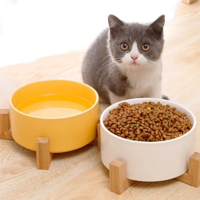 Discover the latest trends in pet feeder design and technology (1) Discover the latest trends in pet feeder design and technology (1)