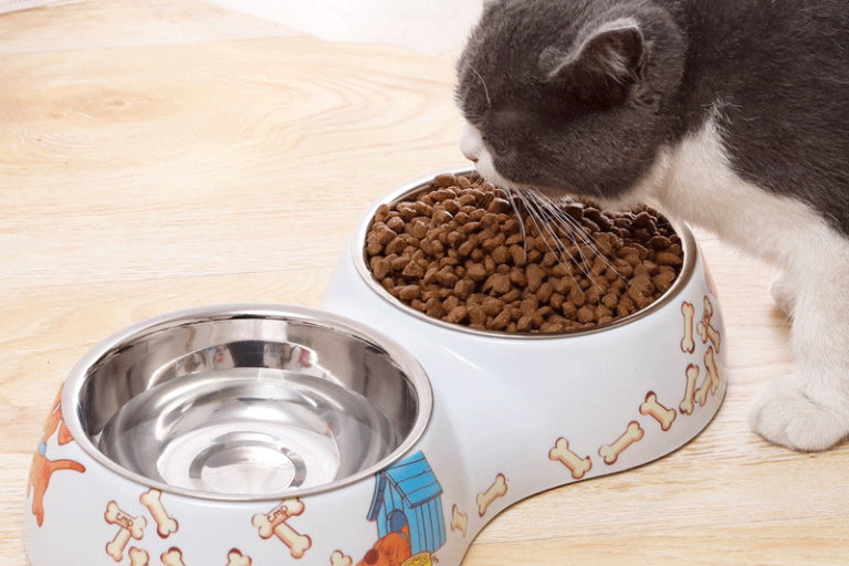 Discover the latest trends in pet feeder design and technology (1)