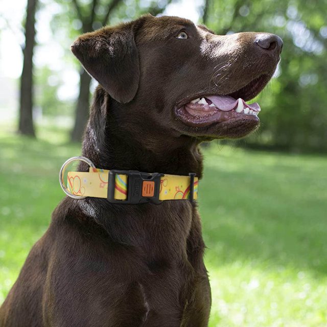 Discover the latest trends in pet leash design and technology (6) Discover the latest trends in pet leash design and technology (6)
