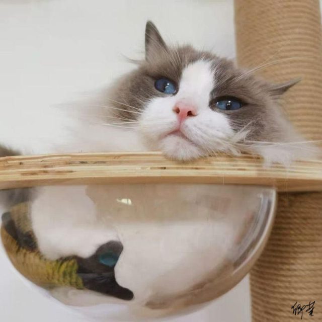 Discover the perfect cat tree stylish and functional options for every feline (2) Discover the perfect cat tree stylish and functional options for every feline (2)