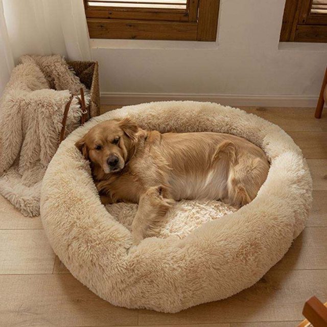 Elevate your home decor stylish pet beds that blend seamlessly (1) Elevate your home decor stylish pet beds that blend seamlessly (1)