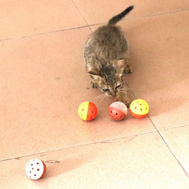 Entertain your kitty must-have cat toys (4) Entertain your kitty must-have cat toys (4)