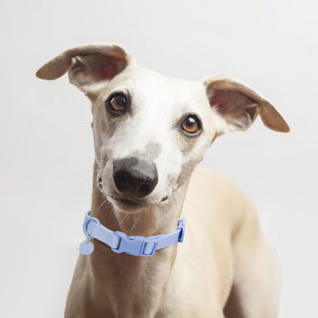 Explore our collection of durable and stylish pet leashes (5) Explore our collection of durable and stylish pet leashes (5)