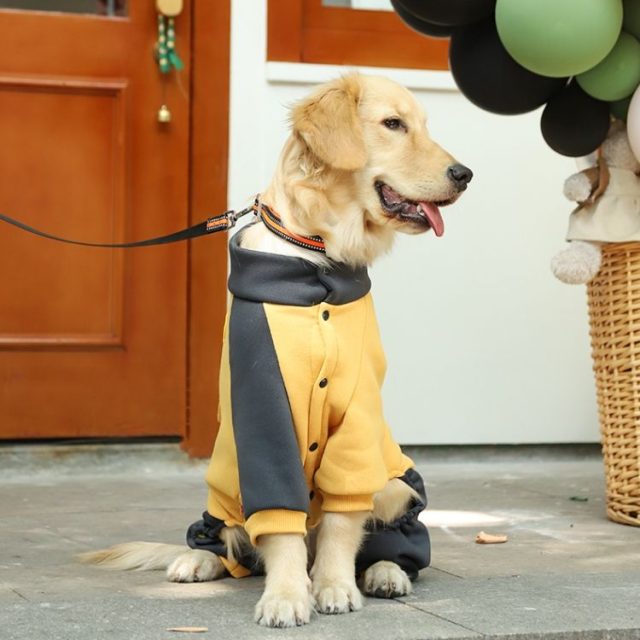 Explore the latest pet clothing trends for your stylish companion (1) Explore the latest pet clothing trends for your stylish companion (1)
