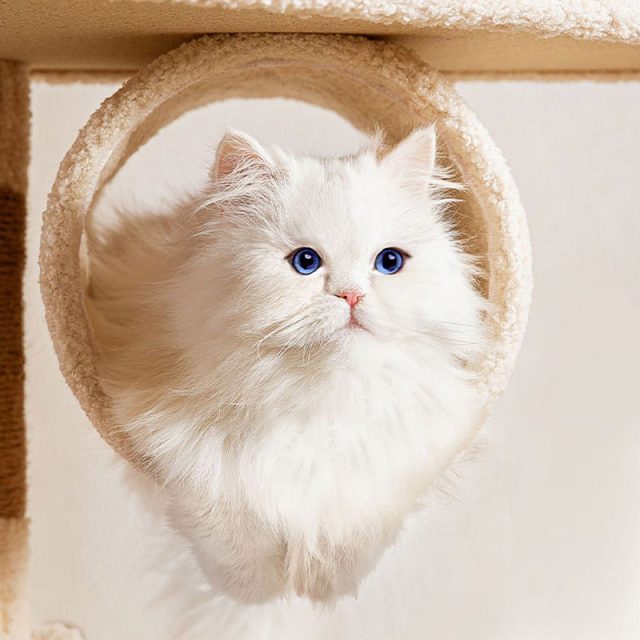 Find the ideal cat tree cozy retreats and play spaces available now (5) Find the ideal cat tree cozy retreats and play spaces available now (5)