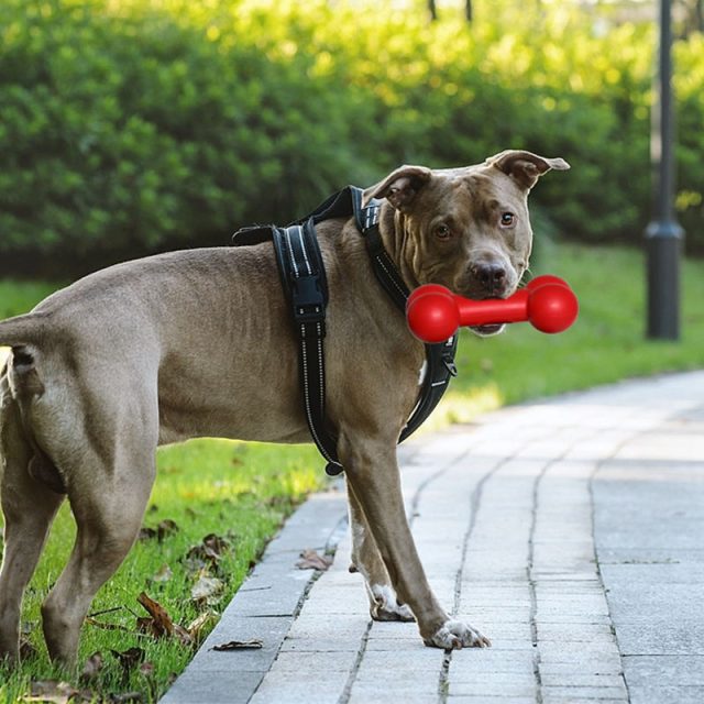 Floating dog toys perfect for water-loving pups (5) Floating dog toys perfect for water-loving pups (5)
