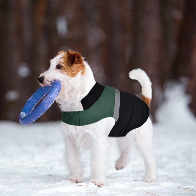 From casual to formal pet clothes for every event (1) From casual to formal pet clothes for every event (1)