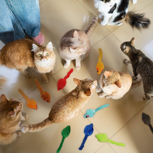From kittens to seniors tailored cat toys for every age (4) From kittens to seniors tailored cat toys for every age (4)