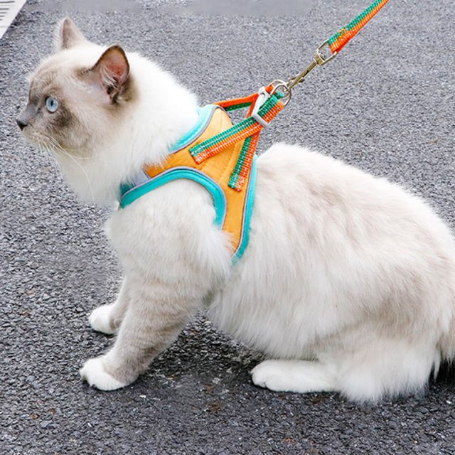 Keep your pet safe with GPS-enabled harnesses peace of mind for pet parents (4) Keep your pet safe with GPS-enabled harnesses peace of mind for pet parents (4)