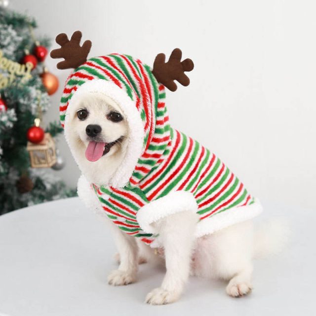 Pamper your pet luxurious clothing options for every occasion (2) Pamper your pet luxurious clothing options for every occasion (2)