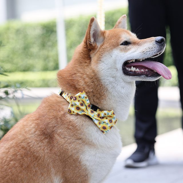 Pet collar fashion trends stay ahead of the pack (4)