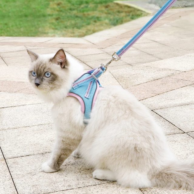 Pet harness fashion trends stay stylish with your pup (1) Pet harness fashion trends stay stylish with your pup (1)