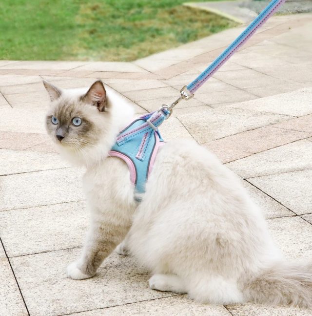 Pet harness fashion trends stay stylish with your pup (1) Pet harness fashion trends stay stylish with your pup (1)