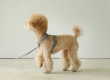 Pet harnesses for every adventure from hikes to outdoor strolls (1)