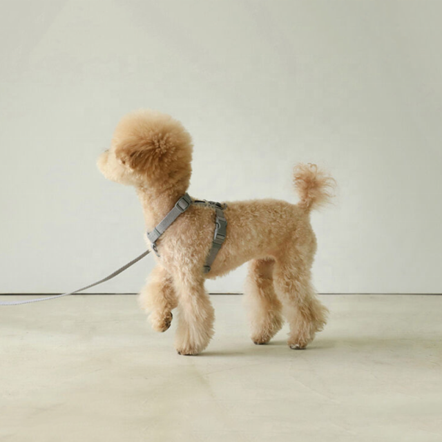 Pet harnesses for every adventure from hikes to outdoor strolls (1) Pet harnesses for every adventure from hikes to outdoor strolls (1)