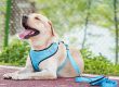 Protect your pet with GPS-enabled collars peace of mind for pet owners (6)