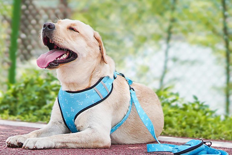 Protect-your-pet-with-GPS-enabled-collars-peace-of-mind-for-pet-owners-6-400x400