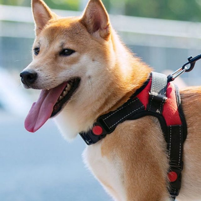 Safety first discover the best escape-proof pet harnesses (2) Safety first discover the best escape-proof pet harnesses (2)