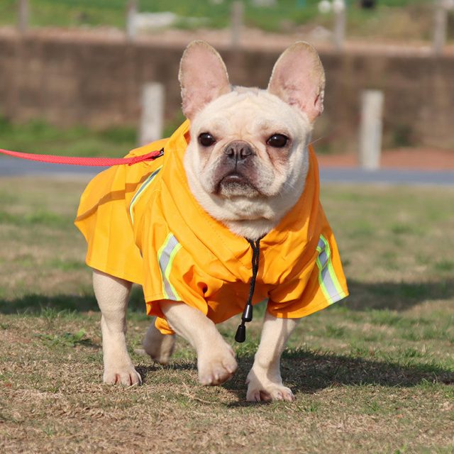 Stay warm in style cozy pet sweaters and jackets (4) Stay warm in style cozy pet sweaters and jackets (4)