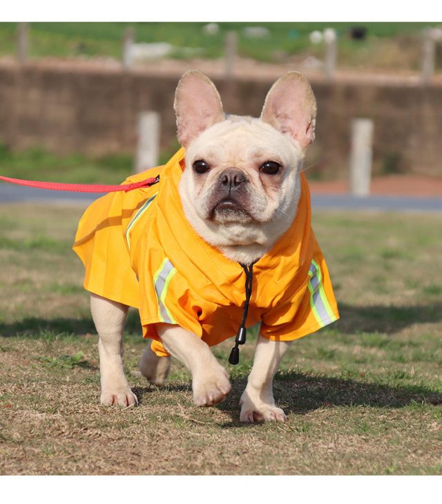 Stay warm in style cozy pet sweaters and jackets (4) Stay warm in style cozy pet sweaters and jackets (4)