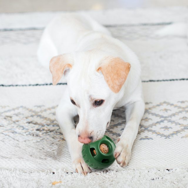 Tough dog toys for aggressive chewers built to last (5) Tough dog toys for aggressive chewers built to last (5)