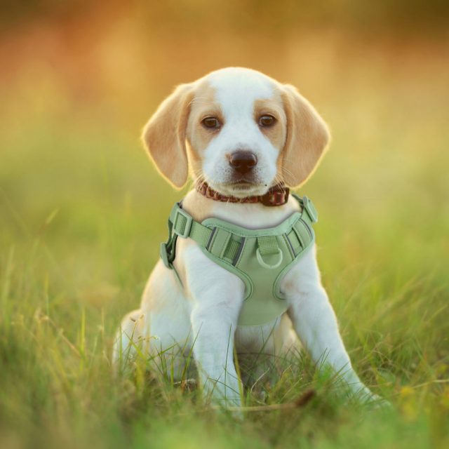 Trending pet harnesses that your furry friend will adore (4)