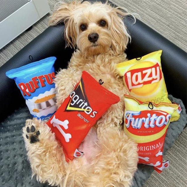 Water bottle dog toys crunchy fun for eco-conscious pets (1) Water bottle dog toys crunchy fun for eco-conscious pets (1)